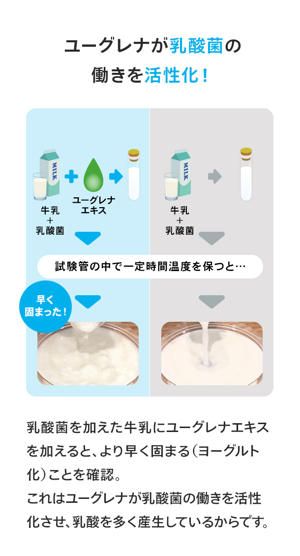 ユーグレナが乳酸機の働きを活性化