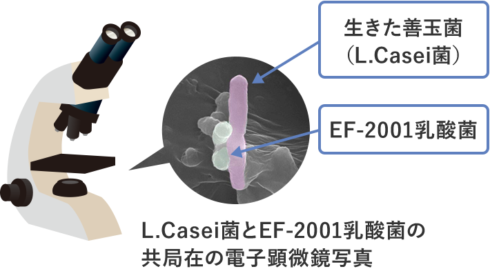 L.Casei菌とEF-2001乳酸菌の共局在の電子顕微鏡写真