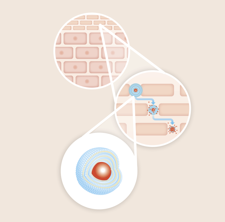 進化したリポソーム