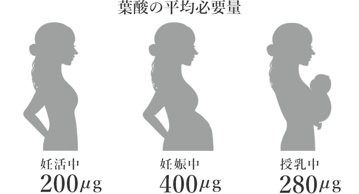 葉酸の平均必要量 成人女性200#13197; 妊娠中400#13197; 授乳中280#13197;
