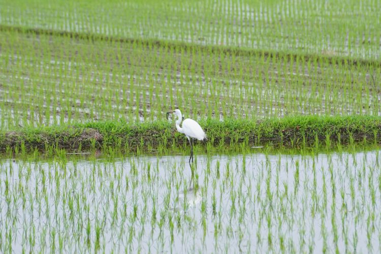 稲の苗が育つ田んぼの中に白い鷺が立っている画像