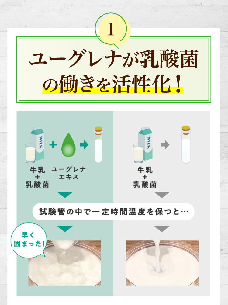 ユーグレナが乳酸菌の働きを活性化！