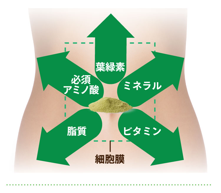 葉緑素 ミネラル ビタミン 脂質 必須アミノ酸