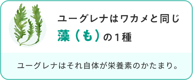 ユーグレナはワカメと同じ藻（も）の１種