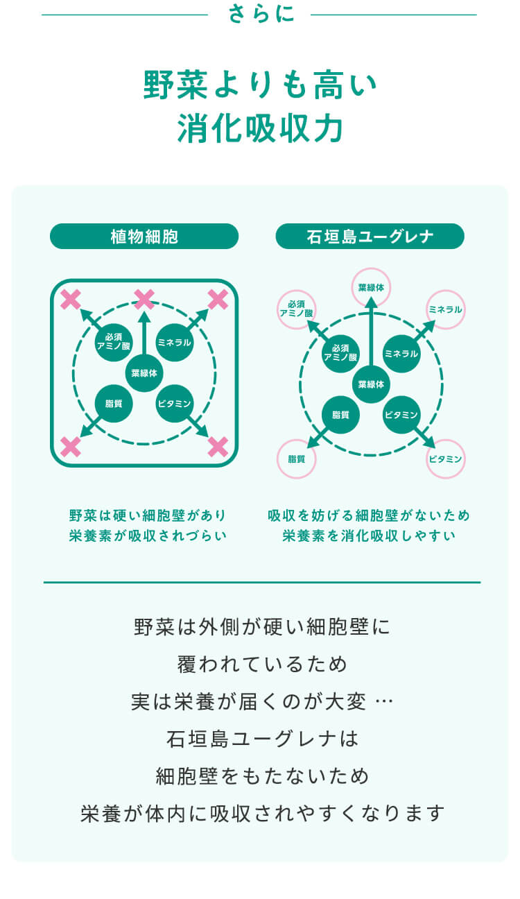 さらに、野菜よりも高い消化吸収力