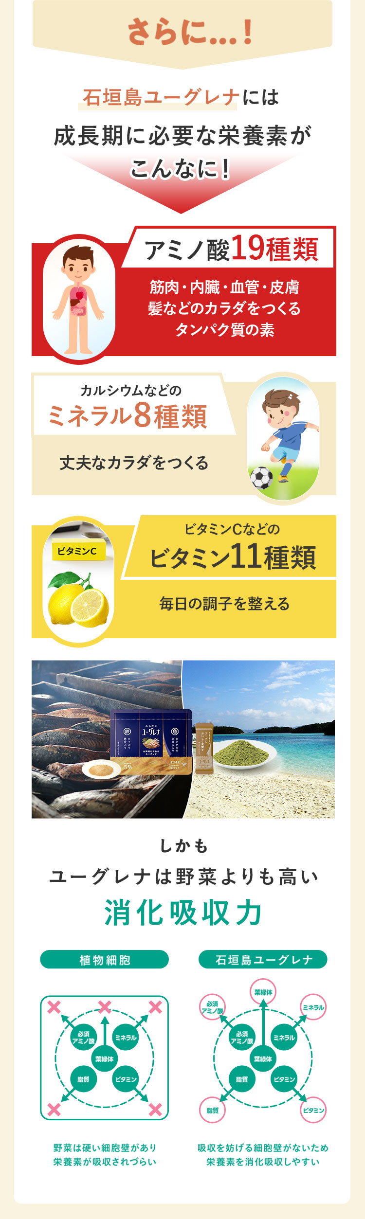 そしてそれだけでは吸収率が低い「鉄」は石垣島ユーグレナと一緒にとることで健康パワーが期待できます