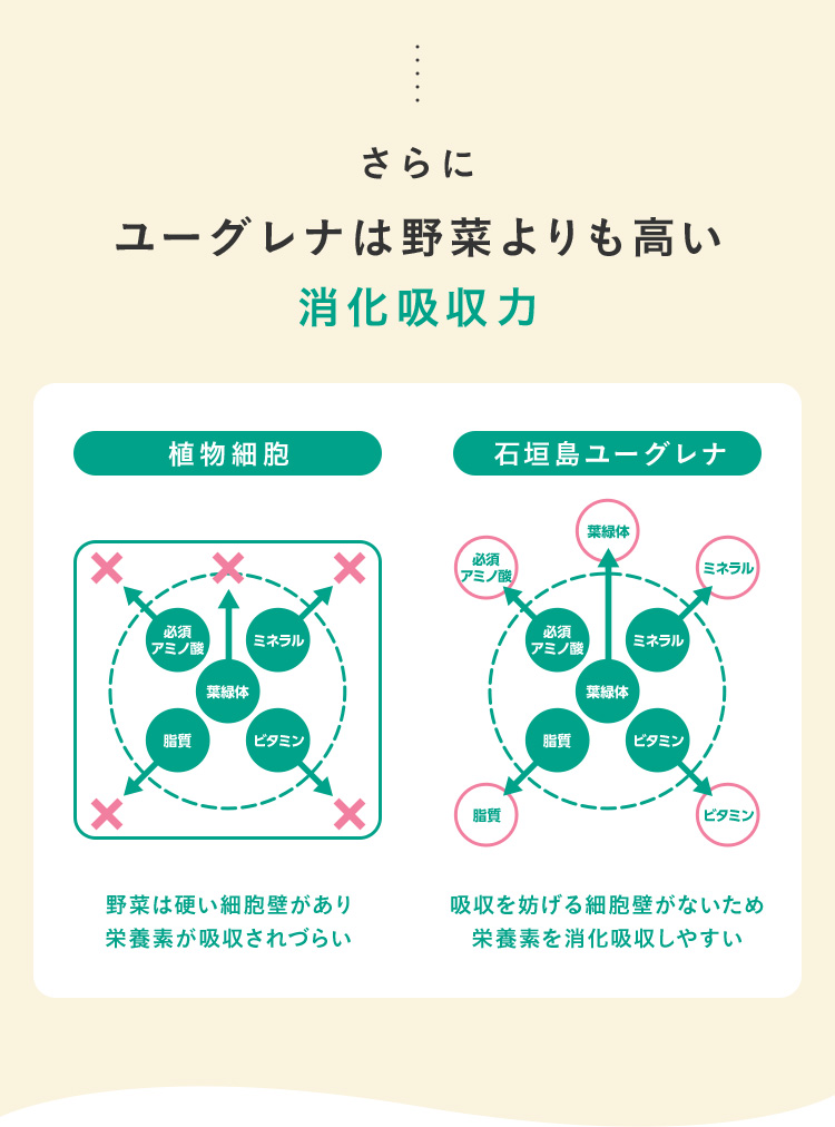 さらにユーグレナは野菜よりも高い消化吸収力